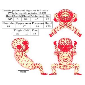 胎児モデルの触覚分布